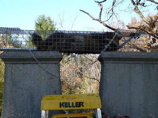 BatPro provides chimney capping services to keep the citters out. MI